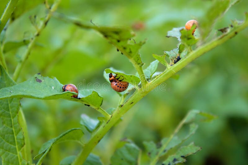 Ladybug  Domestika