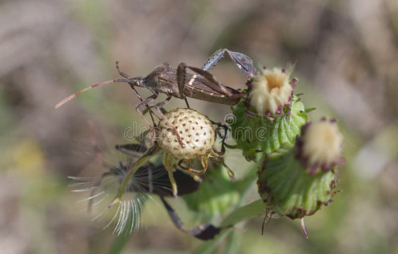 Leptoglossus phyllopus or Eastern leaf-footed bug