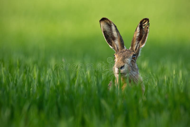 lepus Дикие европейские зайцы, Lepus Europaeus, конец-Вверх на зеленой предпосылке стоковое фото lepus Дикие европейские зайцы, Lepus Europaeus, конец-Вверх на зеленой предпосылке стоковое фото