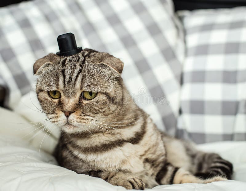 16 378 Chat Avec Un Chapeau Photos Libres De Droits Et Gratuites De Dreamstime 16 378 Chat Avec Un Chapeau Photos Libres De Droits Et Gratuites De Dreamstime