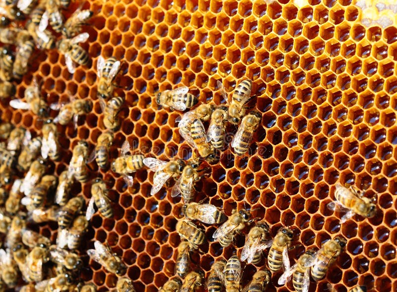 Les abeilles convertissent le nectar en miel et le couvrent en nids d'abeilles photos stock Les abeilles convertissent le nectar en miel et le couvrent en nids d'abeilles photos stock