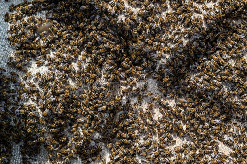 Vue Rapprochée Des Insectes Abeilles Sur Le Cadre En Nid D'abeille Cadres  De Ruche à Corps Ouvert