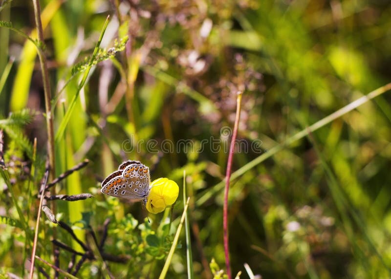 Les agestis d'Aricia de papillon se repose sur le petit falcata jaune de Medicago de fleur sur le pré d'été, vue de côté