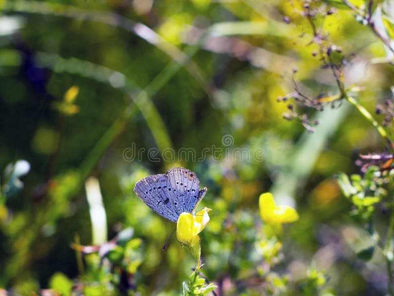 Les agestis d'Aricia de papillon se repose sur le petit falcata jaune de Medicago de fleur sur le pré d'été, vue de côté