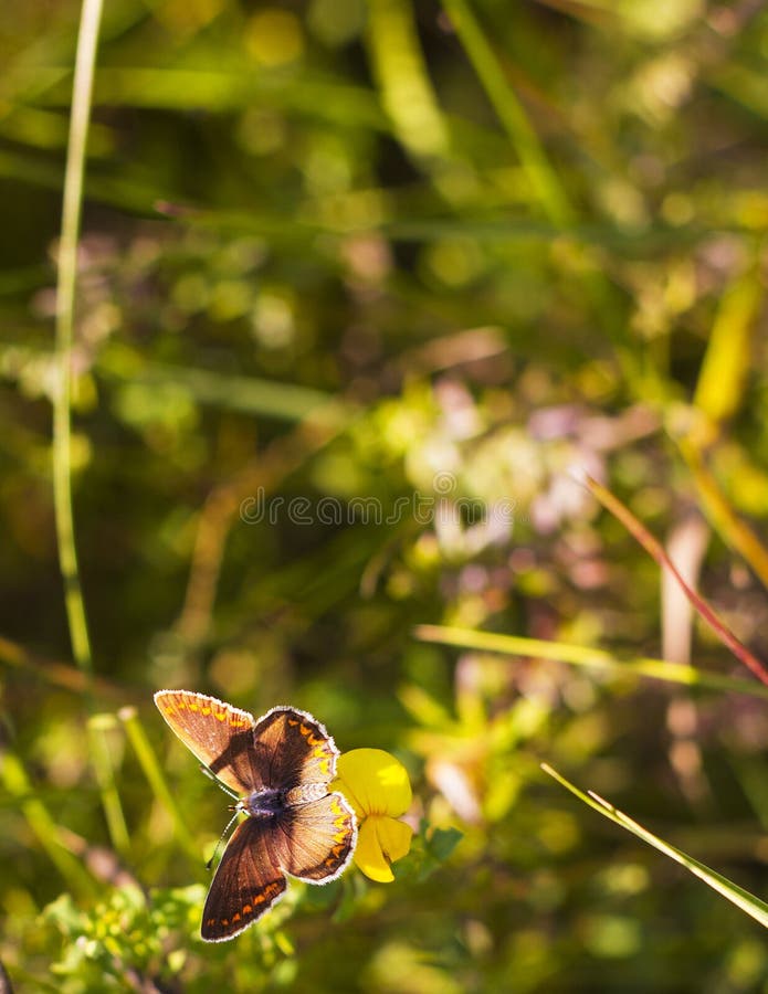 Les agestis d'Aricia de papillon se repose sur le petit falcata jaune de Medicago de fleur sur le pré d'été, vue supérieure