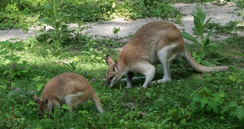 Les agilis agiles de macropus de wallaby aussi connu sous le nom de wallaby sableux clips vidéos