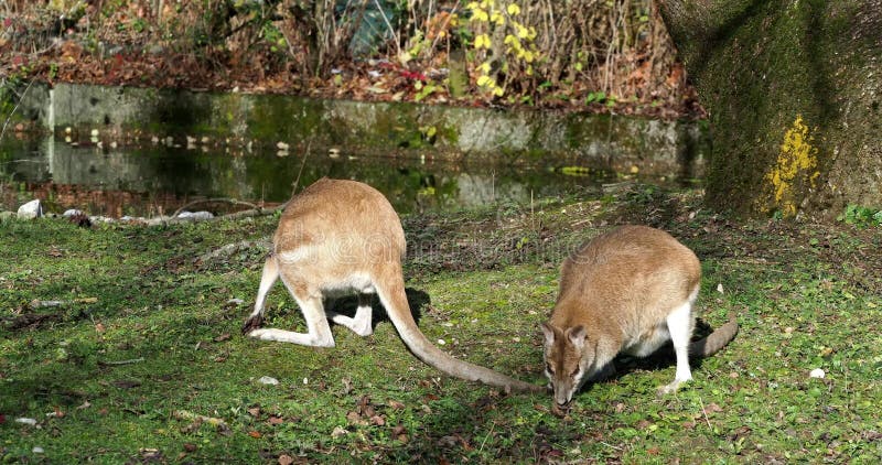Les agilis agiles de macropus de wallaby aussi connu sous le nom de wallaby sableux banque de vidéos