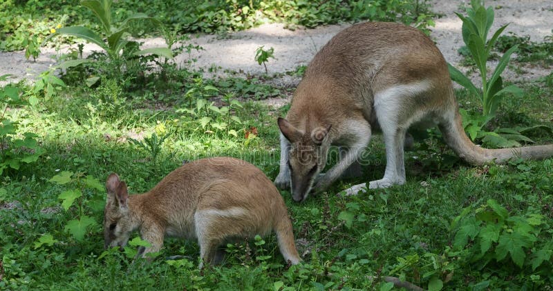 Les agilis agiles de macropus de wallaby aussi connu sous le nom de wallaby sableux banque de vidéos