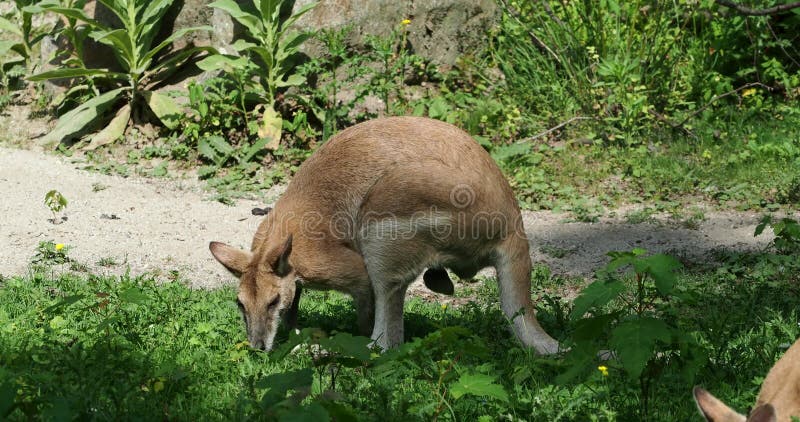 Les agilis agiles de macropus de wallaby aussi connu sous le nom de wallaby sableux banque de vidéos