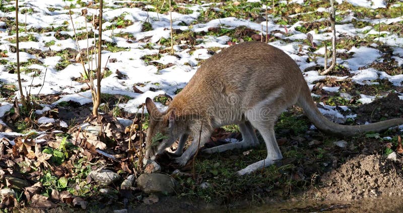 Les agilis agiles de macropus de wallaby aussi connu sous le nom de wallaby sableux banque de vidéos