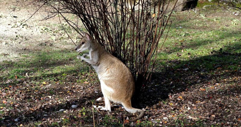 Les agilis agiles de macropus de wallaby aussi connu sous le nom de wallaby sableux clips vidéos