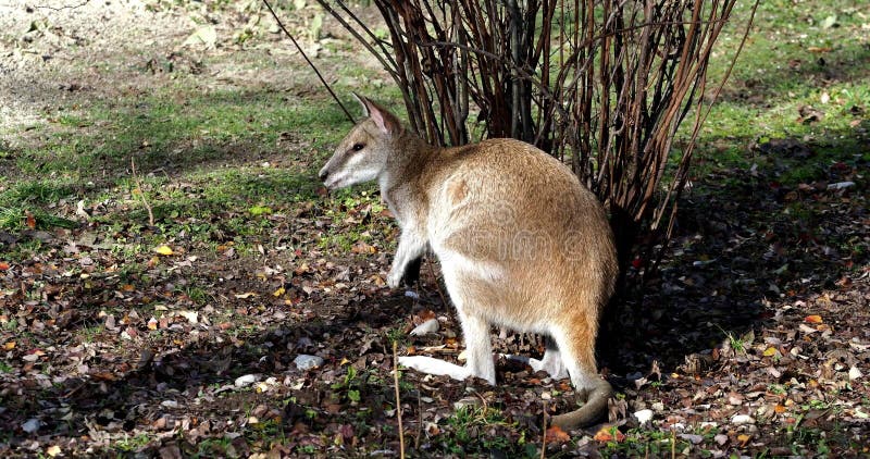 Les agilis agiles de macropus de wallaby aussi connu sous le nom de wallaby sableux clips vidéos