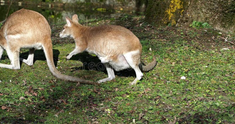 Les agilis agiles de macropus de wallaby aussi connu sous le nom de wallaby sableux banque de vidéos