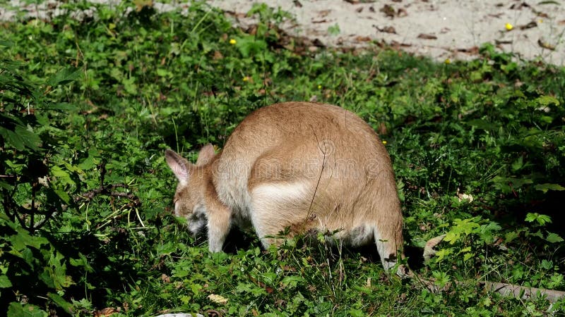 Les agilis agiles de macropus de wallaby aussi connu sous le nom de wallaby sableux clips vidéos