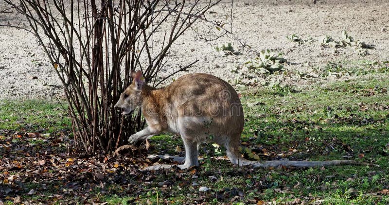 Les agilis agiles de macropus de wallaby aussi connu sous le nom de wallaby sableux banque de vidéos