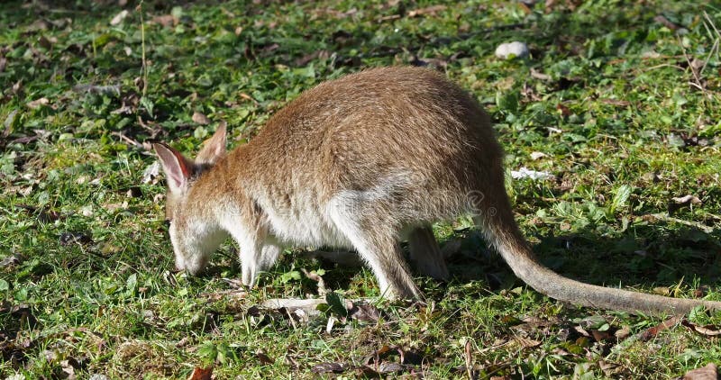 Les agilis agiles de macropus de wallaby aussi connu sous le nom de wallaby sableux banque de vidéos