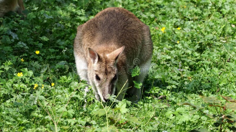 Les agilis agiles de macropus de wallaby aussi connu sous le nom de wallaby sableux clips vidéos