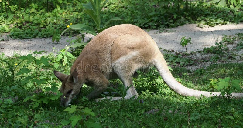 Les agilis agiles de macropus de wallaby aussi connu sous le nom de wallaby sableux banque de vidéos