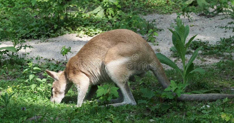 Les agilis agiles de macropus de wallaby aussi connu sous le nom de wallaby sableux clips vidéos