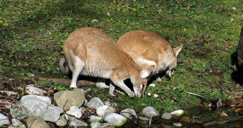 Les agilis agiles de macropus de wallaby aussi connu sous le nom de wallaby sableux banque de vidéos