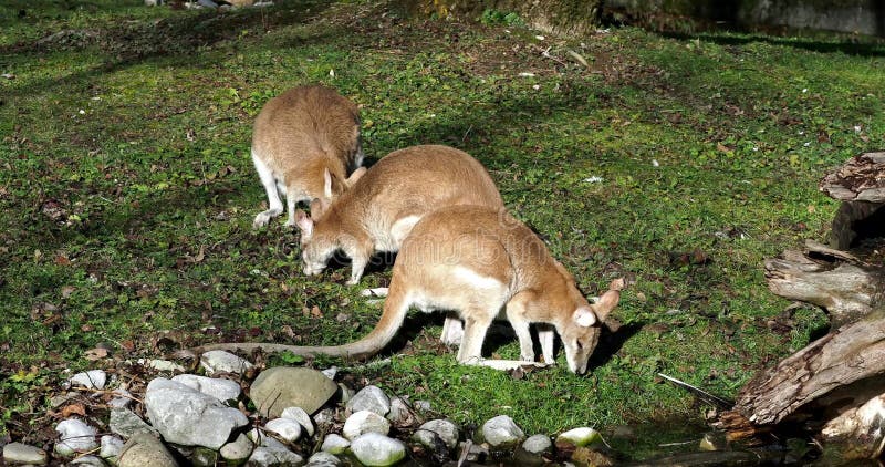 Les agilis agiles de macropus de wallaby aussi connu sous le nom de wallaby sableux banque de vidéos