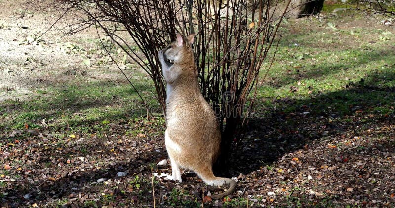 Les agilis agiles de macropus de wallaby aussi connu sous le nom de wallaby sableux banque de vidéos