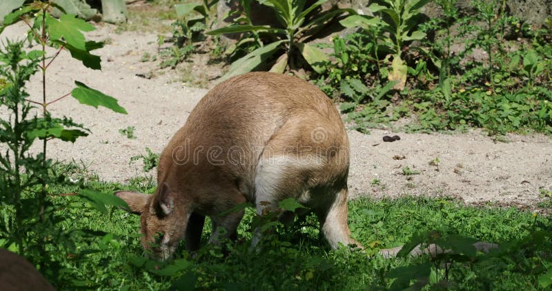 Les agilis agiles de macropus de wallaby aussi connu sous le nom de wallaby sableux banque de vidéos