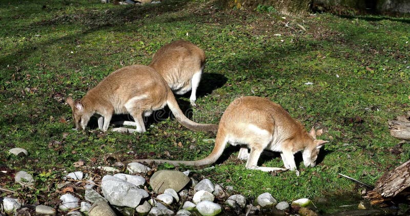 Les agilis agiles de macropus de wallaby aussi connu sous le nom de wallaby sableux clips vidéos