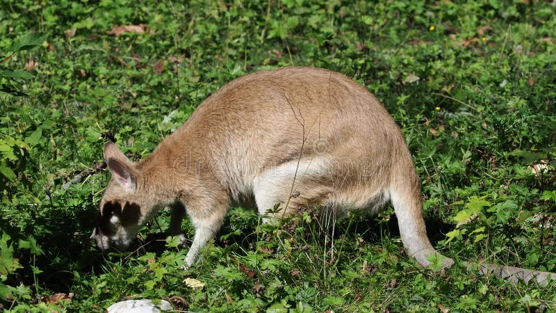 Les agilis agiles de macropus de wallaby aussi connu sous le nom de wallaby sableux banque de vidéos