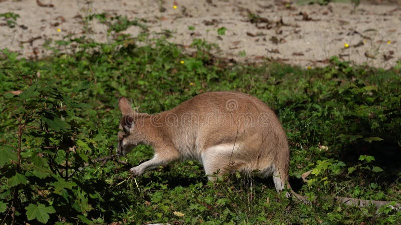 Les agilis agiles de macropus de wallaby aussi connu sous le nom de wallaby sableux banque de vidéos
