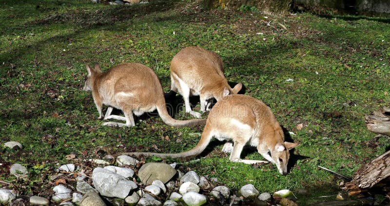 Les agilis agiles de macropus de wallaby aussi connu sous le nom de wallaby sableux banque de vidéos