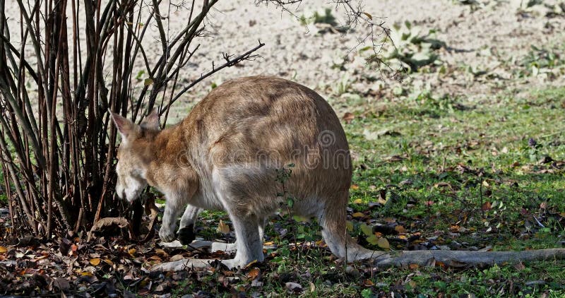 Les agilis agiles de macropus de wallaby aussi connu sous le nom de wallaby sableux clips vidéos