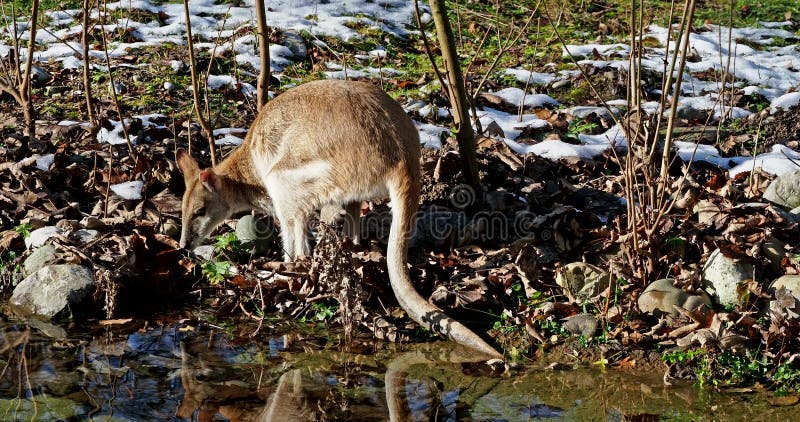 Les agilis agiles de macropus de wallaby aussi connu sous le nom de wallaby sableux banque de vidéos