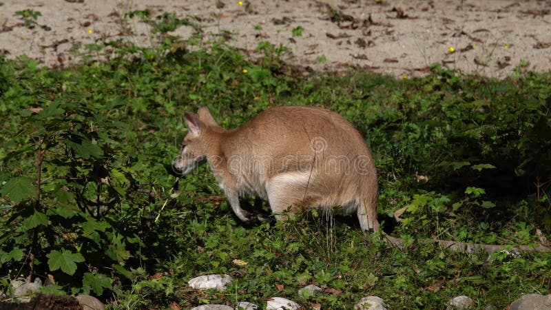 Les agilis agiles de macropus de wallaby aussi connu sous le nom de wallaby sableux clips vidéos