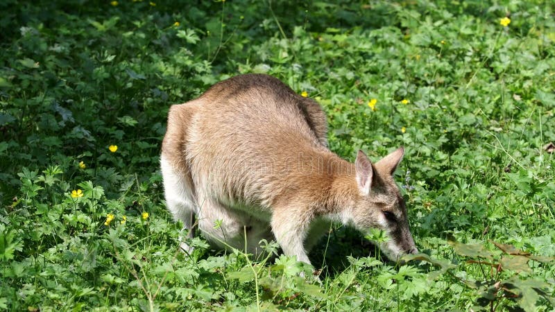 Les agilis agiles de macropus de wallaby aussi connu sous le nom de wallaby sableux clips vidéos
