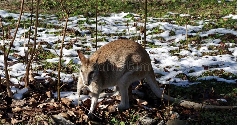 Les agilis agiles de macropus de wallaby aussi connu sous le nom de wallaby sableux banque de vidéos