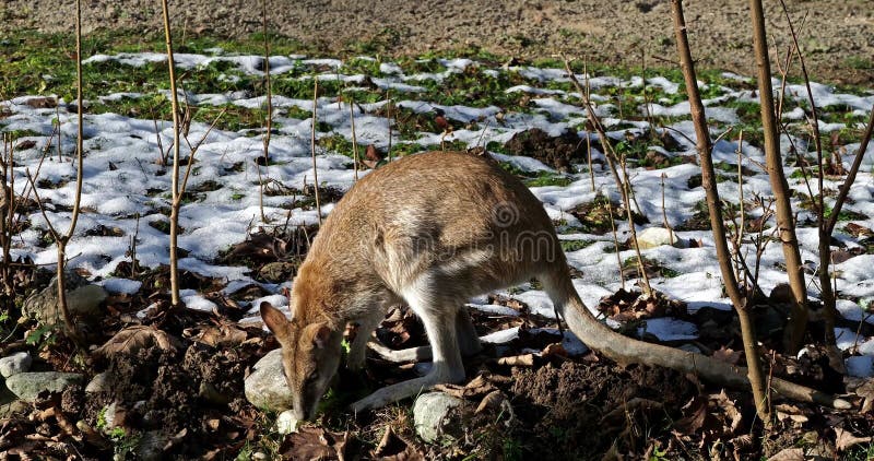 Les agilis agiles de macropus de wallaby aussi connu sous le nom de wallaby sableux clips vidéos