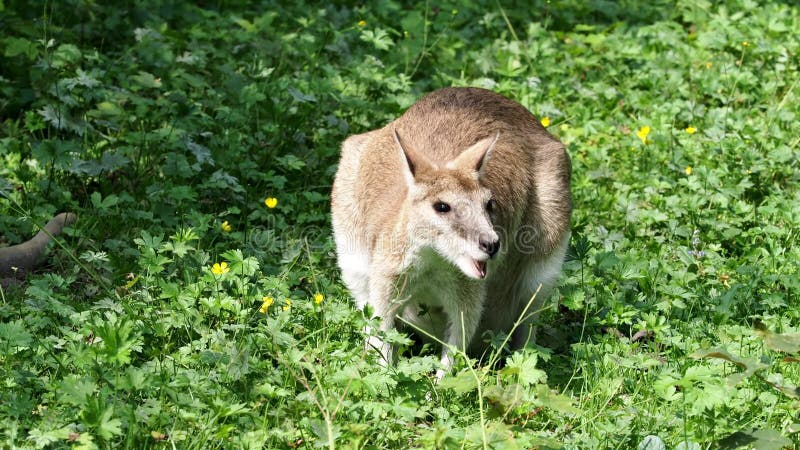 Les agilis agiles de macropus de wallaby aussi connu sous le nom de wallaby sableux banque de vidéos