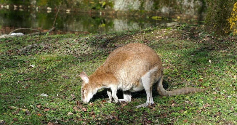 Les agilis agiles de macropus de wallaby aussi connu sous le nom de wallaby sableux banque de vidéos