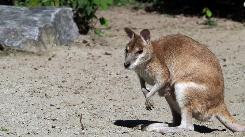 Les agilis agiles de macropus de wallaby aussi connu sous le nom de wallaby sableux clips vidéos