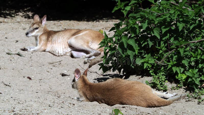 Les agilis agiles de macropus de wallaby aussi connu sous le nom de wallaby sableux banque de vidéos