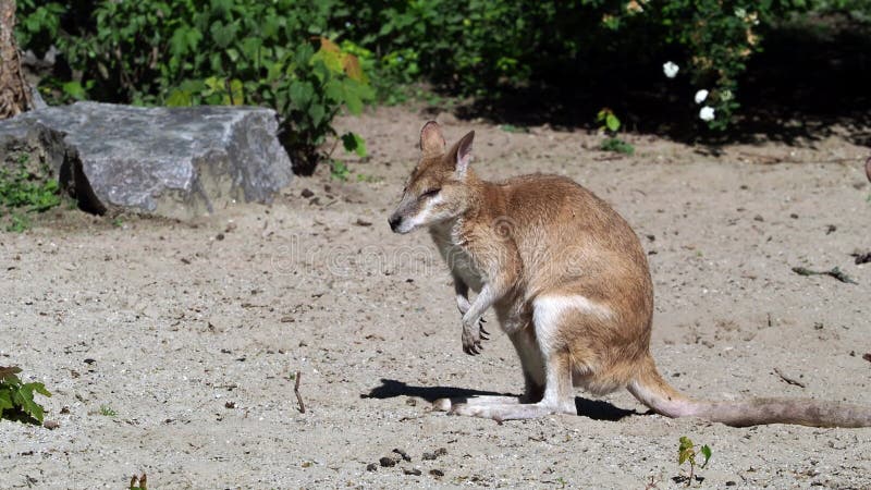 Les agilis agiles de macropus de wallaby aussi connu sous le nom de wallaby sableux banque de vidéos