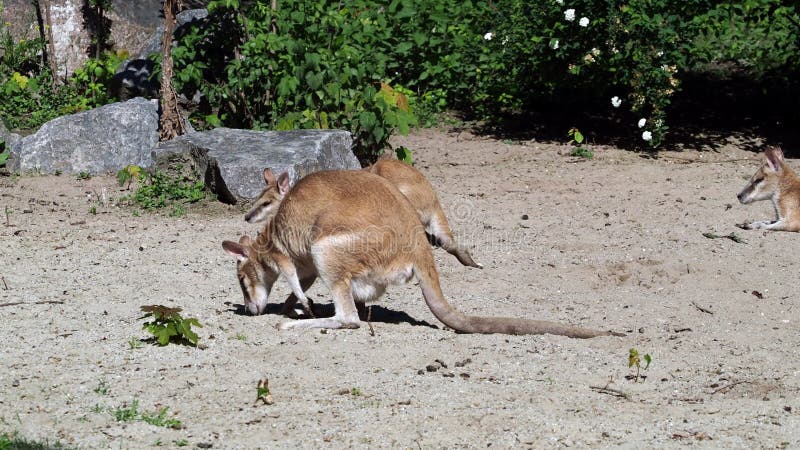 Les agilis agiles de macropus de wallaby aussi connu sous le nom de wallaby sableux clips vidéos