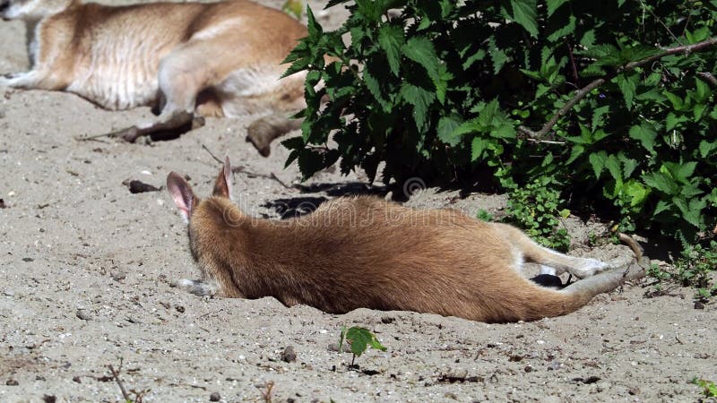 Les agilis agiles de macropus de wallaby aussi connu sous le nom de wallaby sableux banque de vidéos