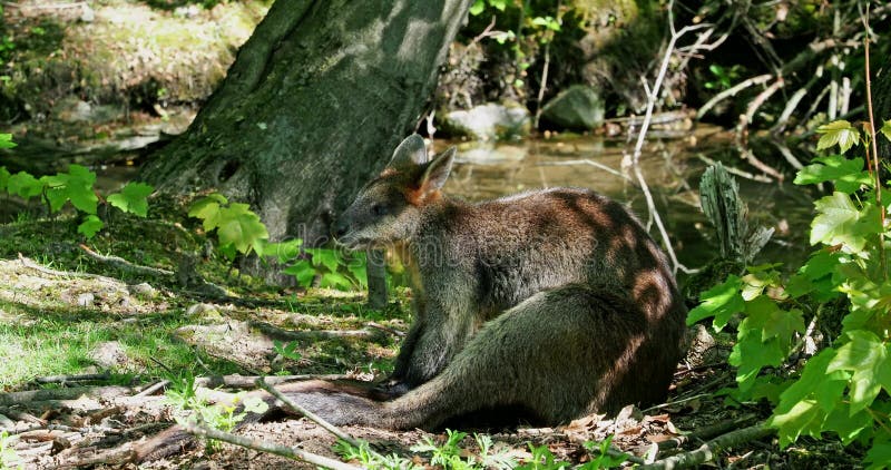 Les agilis agiles de macropus de wallaby aussi connu sous le nom de wallaby sableux banque de vidéos