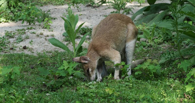 Les agilis agiles de macropus de wallaby aussi connu sous le nom de wallaby sablonneux est une espèce de wallaby trouvées dans le banque de vidéos