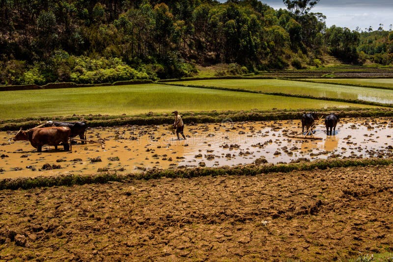 les agriculteurs au Madagascar fonctionnant dans le riz met en place photographie stock libre de droits les agriculteurs au Madagascar fonctionnant dans le riz met en place photographie stock libre de droits