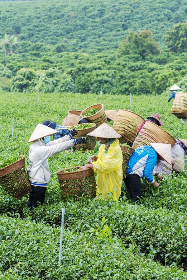 Les agriculteurs travaillent au champ de thé, Bao Loc, Lam Dong, Vietnam images libres de droits Les agriculteurs travaillent au champ de thé, Bao Loc, Lam Dong, Vietnam images libres de droits