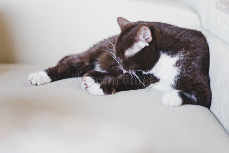 Les Anglais multiplient le chat se trouvant sur le divan et se lavent photo stock Les Anglais multiplient le chat se trouvant sur le divan et se lavent photo stock