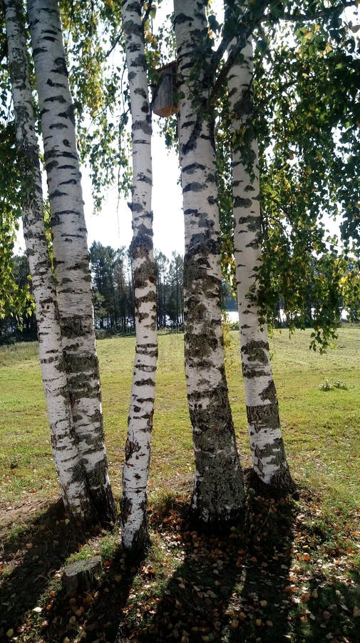 Les arbres photo stock Les arbres photo stock